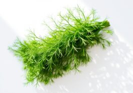 Dill als Appetitanreger